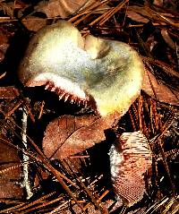 Lactarius rubrilacteus image