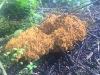 Ramaria myceliosa image