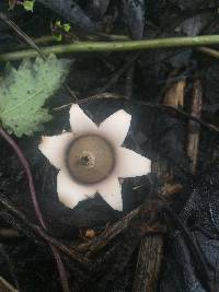 Geastrum saccatum image