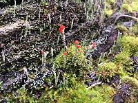 Cladonia macilenta image