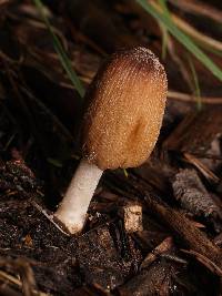 Coprinellus micaceus image