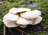 Pleurotus ostreatus image