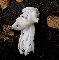 Helvella crispa image