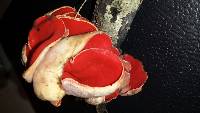 Sarcoscypha coccinea image