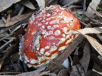Amanita muscaria image