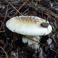 Amanita pantherina image