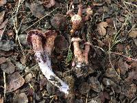 Laccaria amethysteo-occidentalis image