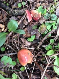 Hygrocybe psittacina var. psittacina image