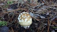 Amanita pantherina image