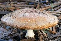 Amanita muscaria subsp. flavivolvata image