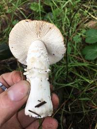 Amanita velosa image