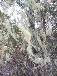 Usnea trichodea image