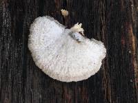 Schizophyllum commune image