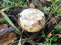 Amanita velosa image