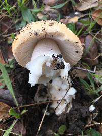 Amanita velosa image