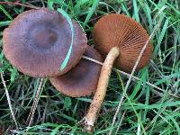 Cortinarius thiersii image