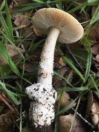 Amanita velosa image