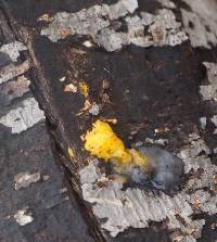 Tremella mesenterica image