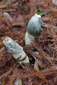 Phallus ravenelii image