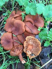 Lactarius rufulus image