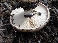 Clitocybe brunneocephala image