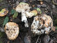 Amanita velosa image