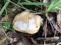 Amanita velosa image