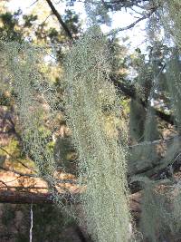 Usnea trichodea image