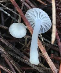 Marasmius calhouniae image