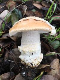 Amanita velosa image