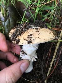 Amanita velosa image