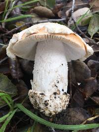 Amanita velosa image