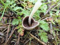 Coprinellus micaceus image