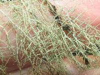 Usnea trichodea image