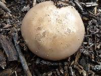 Clitocybe brunneocephala image