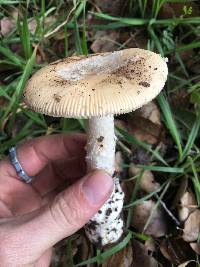 Amanita velosa image