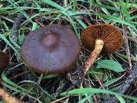 Cortinarius thiersii image