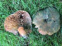 Lactarius deliciosus image