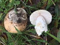 Amanita velosa image