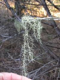 Usnea trichodea image