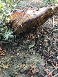 Suillus pungens image