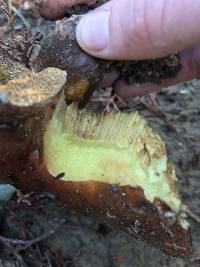 Suillus pungens image