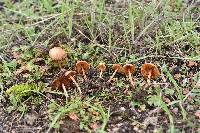 Conocybe tenera image