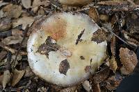 Agaricus albolutescens image