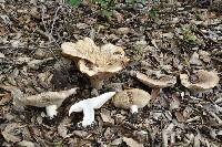 Clitocybe brunneocephala image