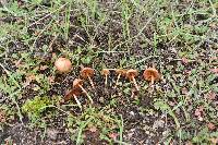 Conocybe tenera image