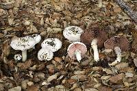 Agaricus xanthodermus image