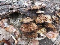 Trametes versicolor image