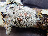 Lecanora allophana image