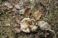 Russula cremoricolor image